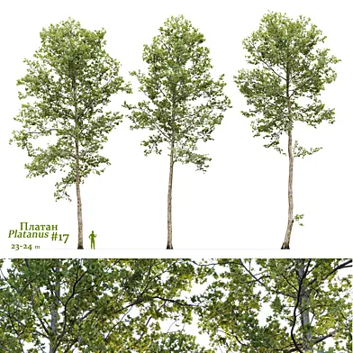Платан / Sycamore / Platanus #17