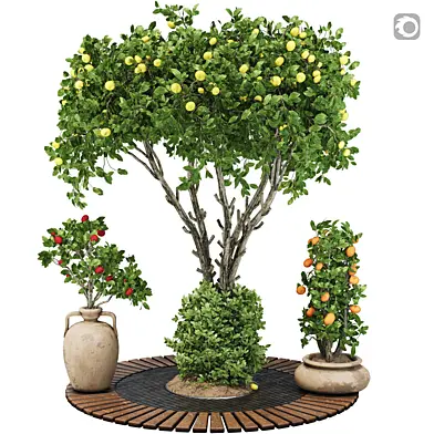 Decorative Garden Apple Tree and bush 121 Corona