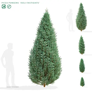 Ель колючая деревья | Picea pungens iseli fastigiate