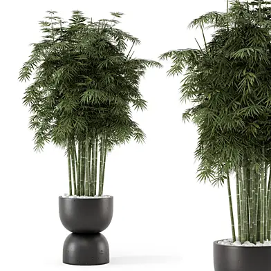 Indoor Plants In Concrete Pots - Set 1473