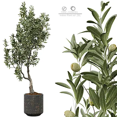indoor Plant 291