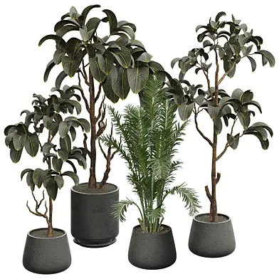 indoor Plant 306