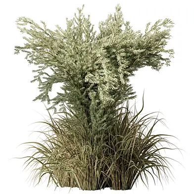 Fresh Pampas Grass - Set 20