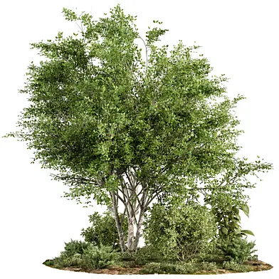 Garden Plants - Outdoor Plants 537