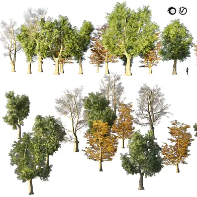 4 season London plane trees