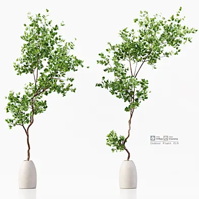 Indoor Plant 019