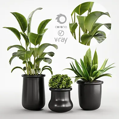 indoor plant SET01
