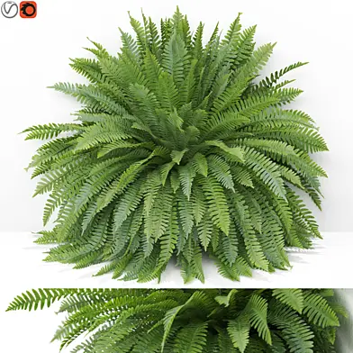 Plants collection 946