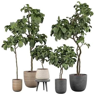 indoor Plant 329