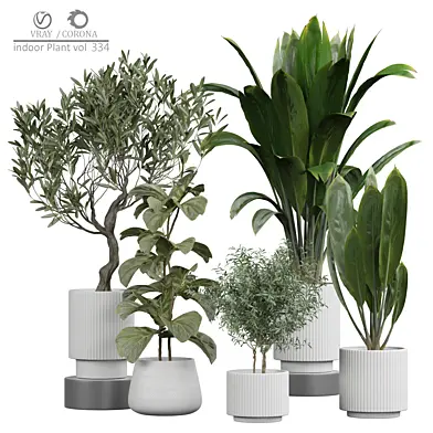 indoor Plant 334
