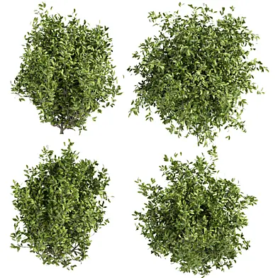 Collection plant vol 495 - Outdoor - bush - ivy