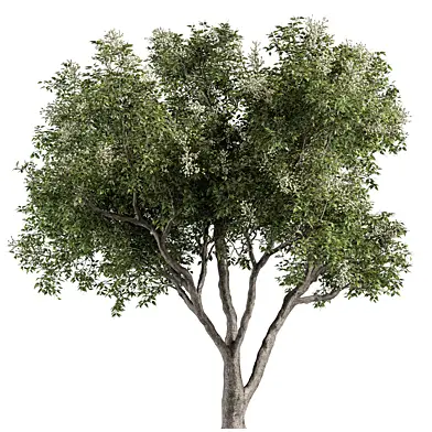 European Privet - Tree Set 198
