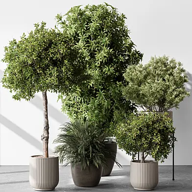 Indoor Plant 550 -Tree in Pot