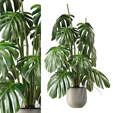 Тропическое растение Monstera 01