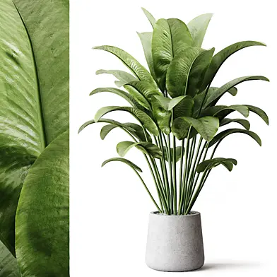 Indoor Plant 1