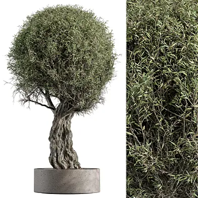 Outdoor Plants 548 - Tea Tree