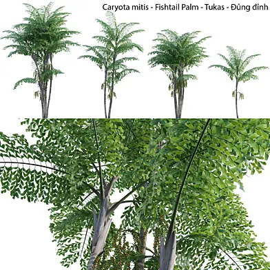 Caryota mitis - Fishtail Palm - Tukas