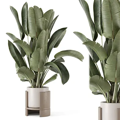 Indoor Plants  in rusty Concrete Pot - Set 1567