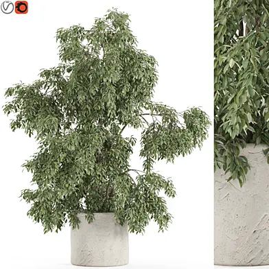 Plants collection 965