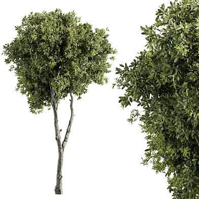 Iron Tree - Tree Set 203