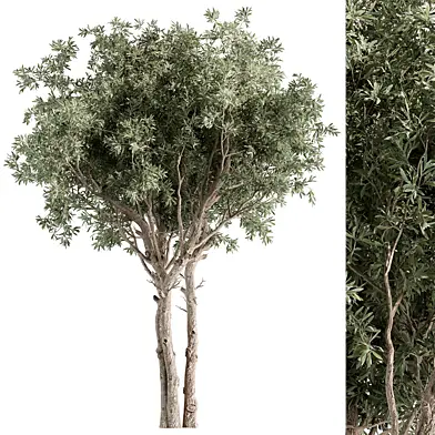 Weeping bottlebrush - Tree Set 204