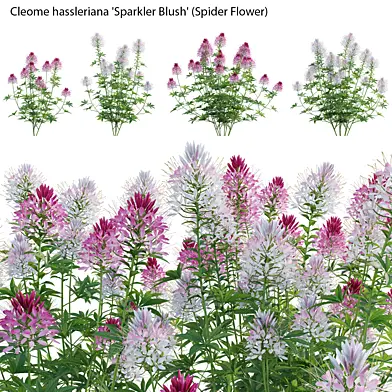 Cleome hassleriana Sparkler Blush - Spider Flower