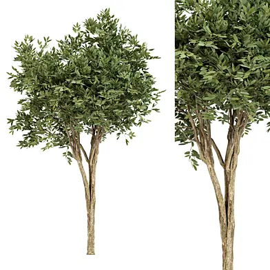 Eucalyptus gunnii Tree No.31