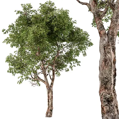 Broadleaf Tree Set 217