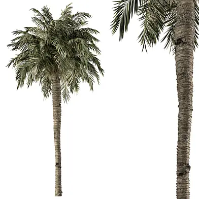 Queen palm - Tree Set 221