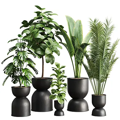 indoor plants set-011