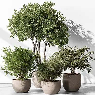 Indoor Plant 569 -Tree in Pot