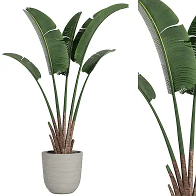 Indoor Plant Set34 - Banana