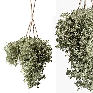 indoor Plant 556 - Hanging Plants