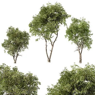 Broadleaf 3 Type Tree Set 218