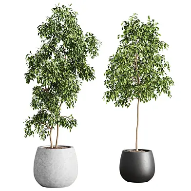indoor plants-012