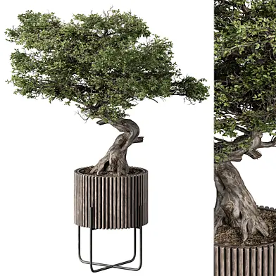 indoor Plant 560 - Bonsai Plant