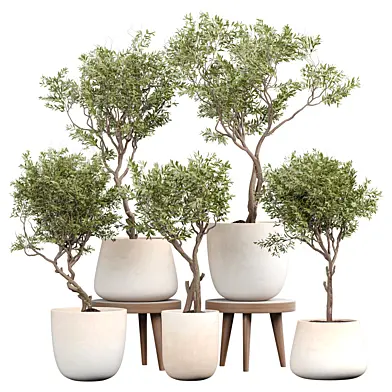 indoor Plant 400