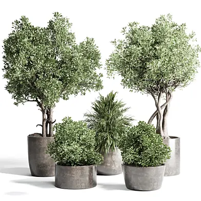 outdoor plant 170 pot old olive tree palm concrete old vase