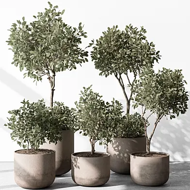 Indoor Plant 572 - European Olive
