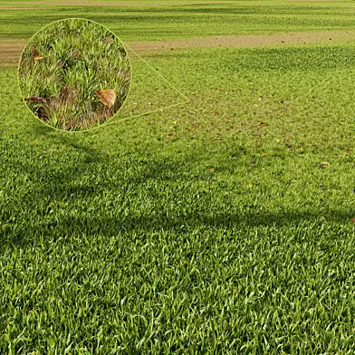 HQ Grass Meadow Green Land