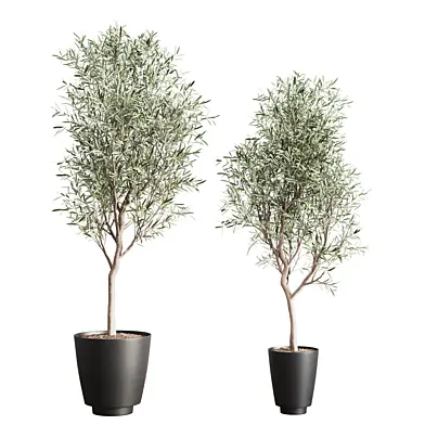 indoor plants-014-olive