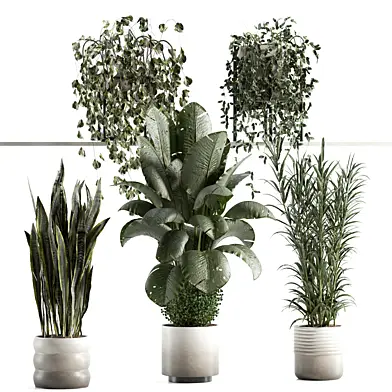 indoor plants set 07 on the shelf