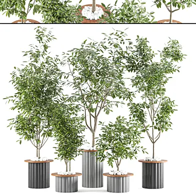 Collection Indoor plant vol 58