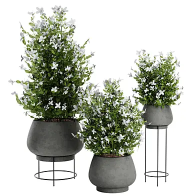 Ivy plant Climbing Vine set05