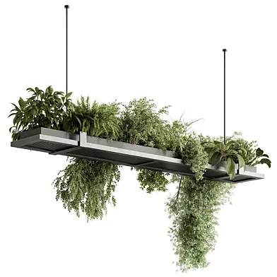 indoor Plant 583 - Hanging Plants