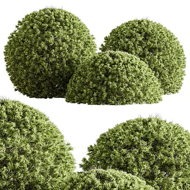 Natural Topiary Ball Bush 111