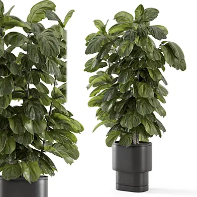 Indoor Lyrata plant in Handmade Stone Pot - Set 1689