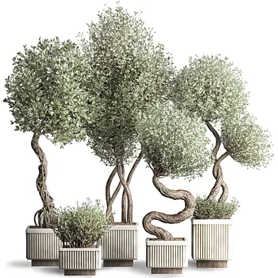 Olive Trees Set -16