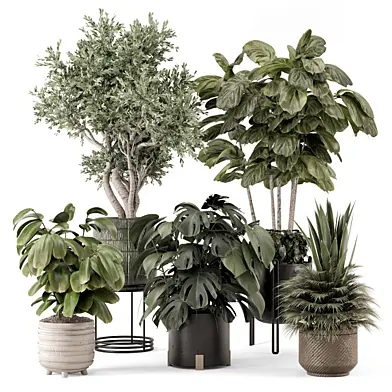 Indoor Plants  in Handmade Stone Pots - Set 1694