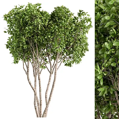 Weeping Fig -Tree Set 231